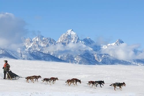 Iditarod Trail - Alaska