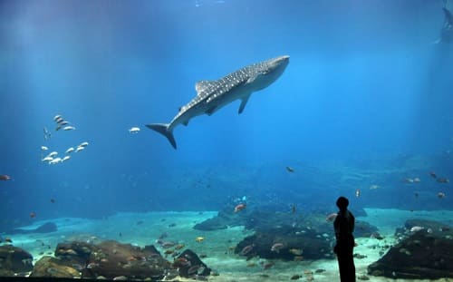 Aquarium de Géorgie - Atlanta