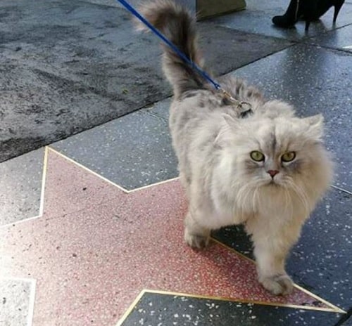 Gandalf à Los Angeles