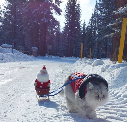 Gandalf dans la neige