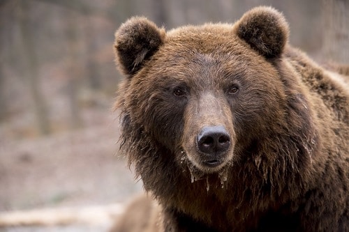 Animaux Ouest Américain